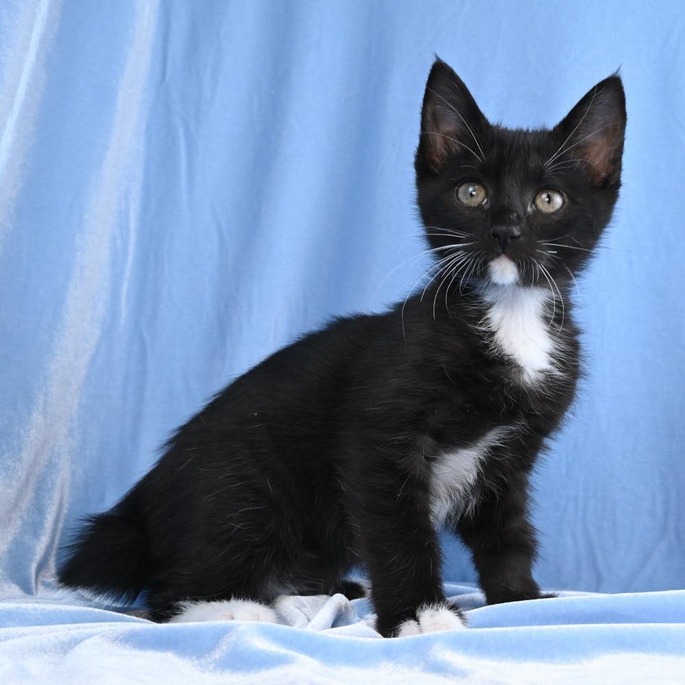 Annie, a Adoptable Domestic Short Hair in Mobile, AL image 5/6