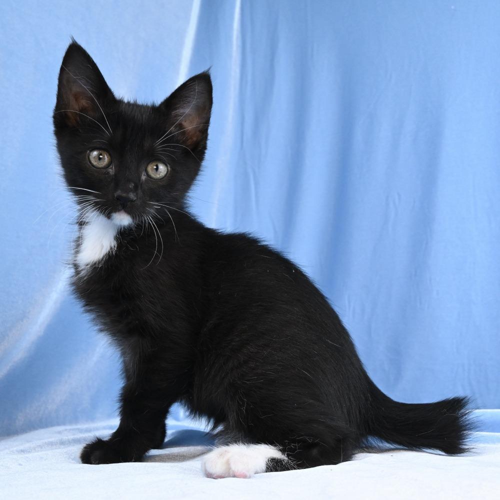 Annie, a Adoptable Domestic Short Hair in Mobile, AL image 6/6