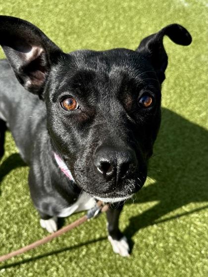 Innocent, Adoptable, Adult Female Mixed Breed & Mixed Breed.