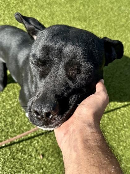 Enlarge Innocent, a Adoptable mixed breed in Wichita, KS image 3/3