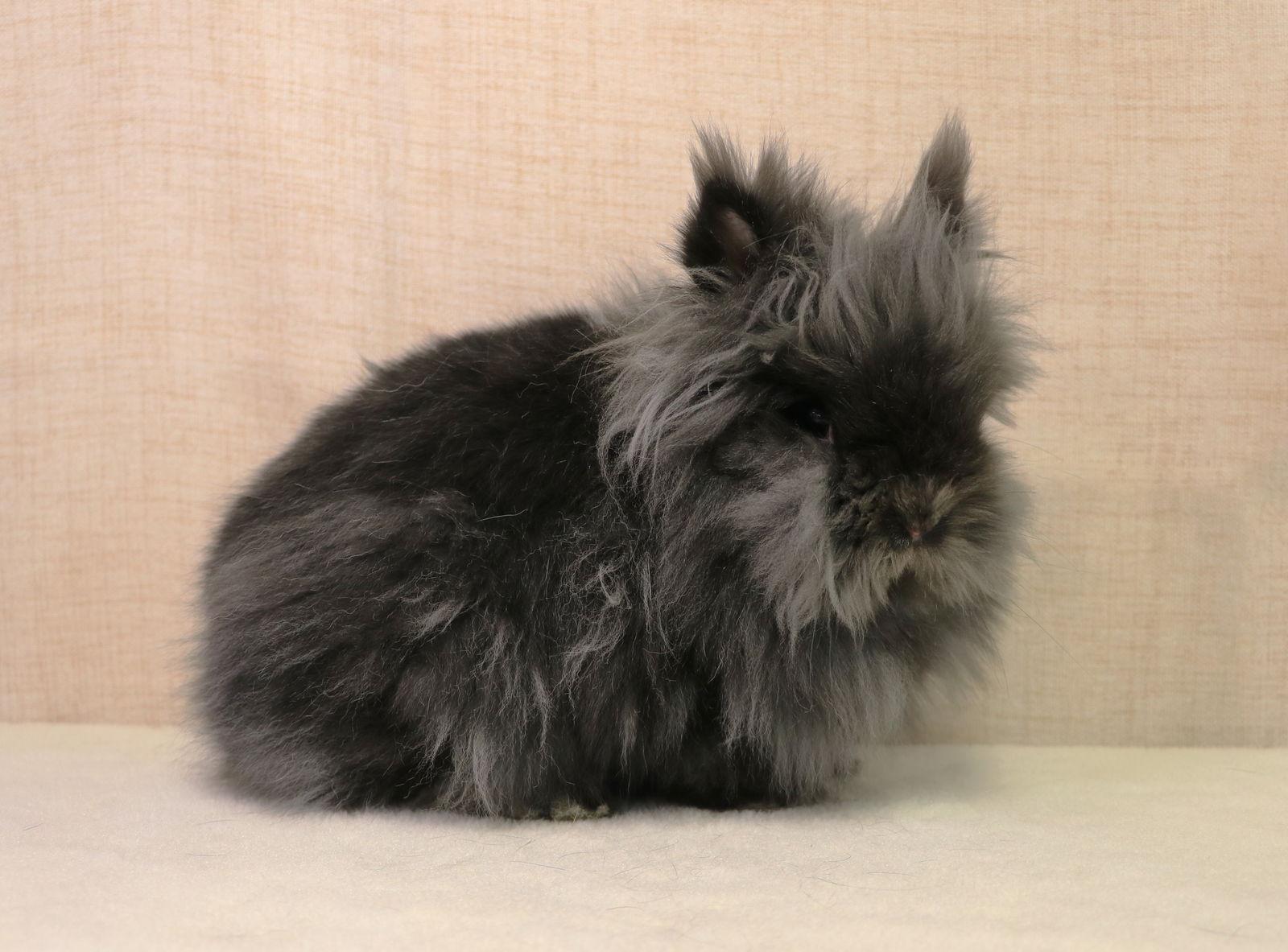 Enlarge Bernadette, a Adoptable Lionhead in Lakeville, MN image 1/3