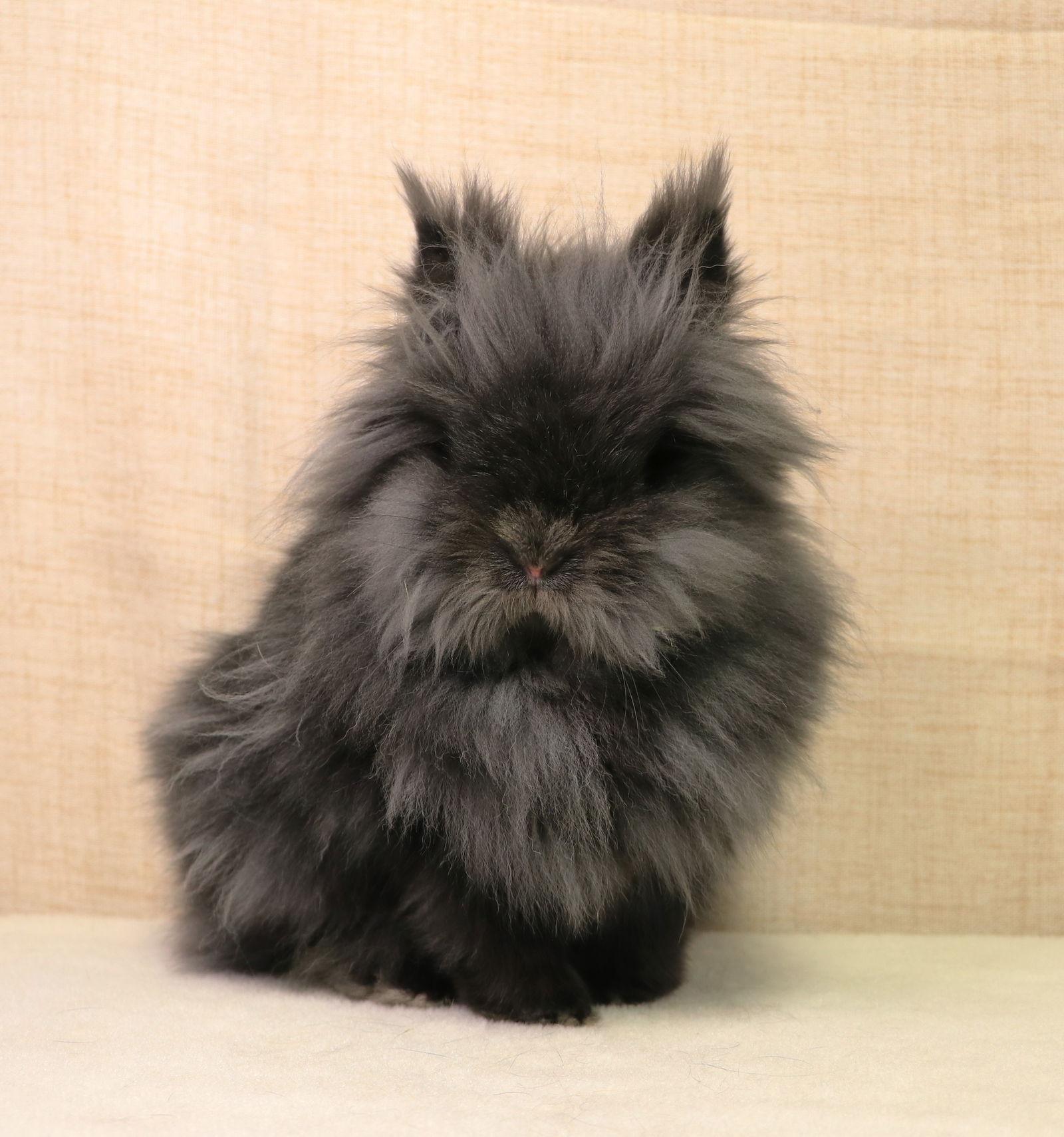 Enlarge Bernadette, a Adoptable Lionhead in Lakeville, MN image 2/3