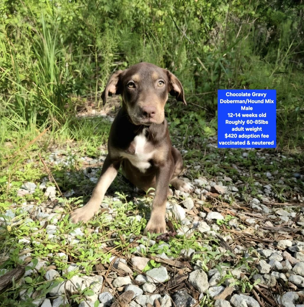 Enlarge Chocolate Gravy, a ADOPTABLE mixed breed in Oviedo, FL image 1/1