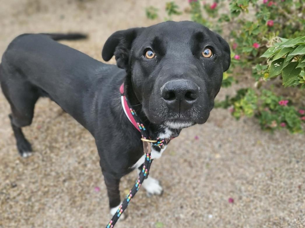 Enlarge BARLEY, a Adoptable mixed breed in Phoenix, AZ image 1/1