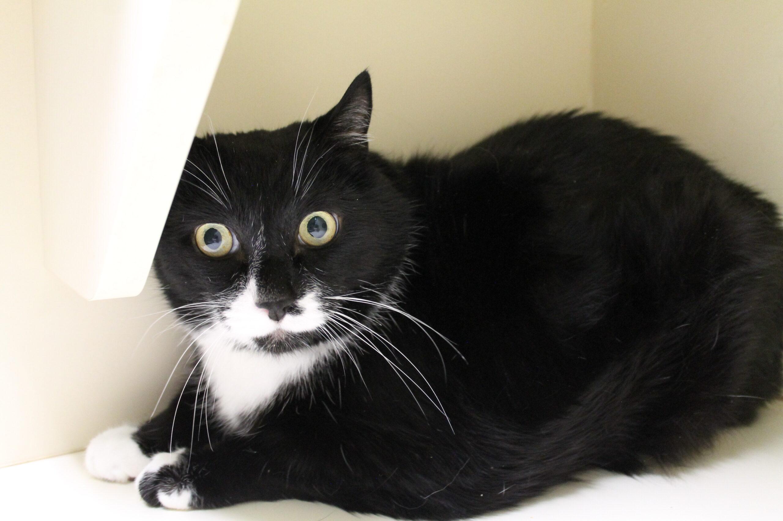 Scrapper, ADOPTABLE, Senior Male Domestic Short Hair.