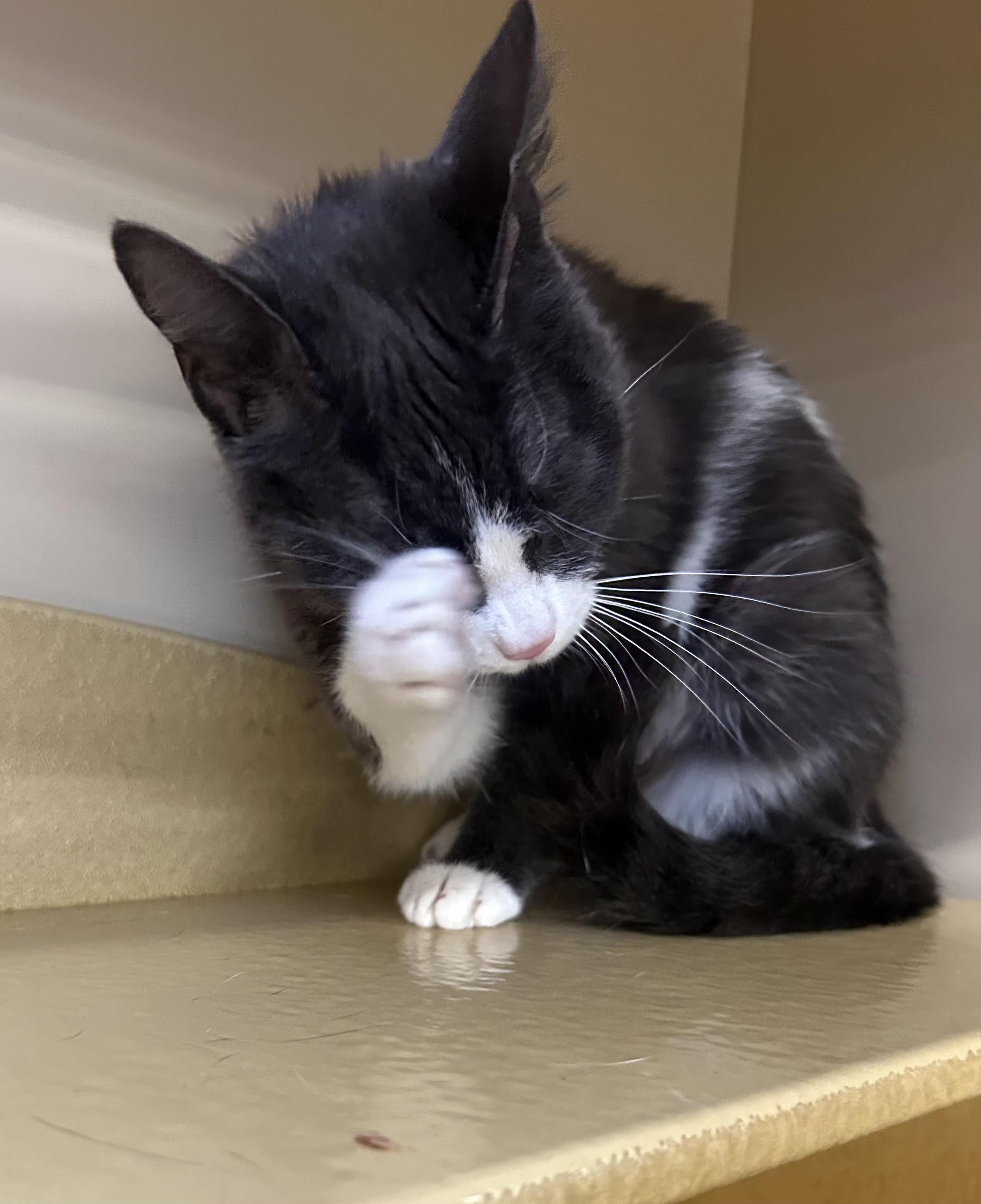 DD, a Adoptable mixed breed in Albuquerque, NM image 6/6