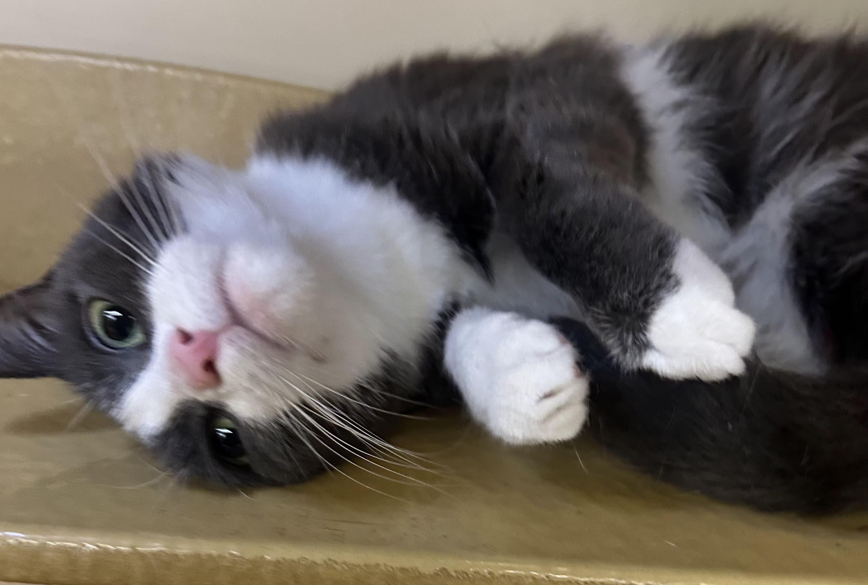 DD, Adoptable, Young Female Domestic Medium Hair.