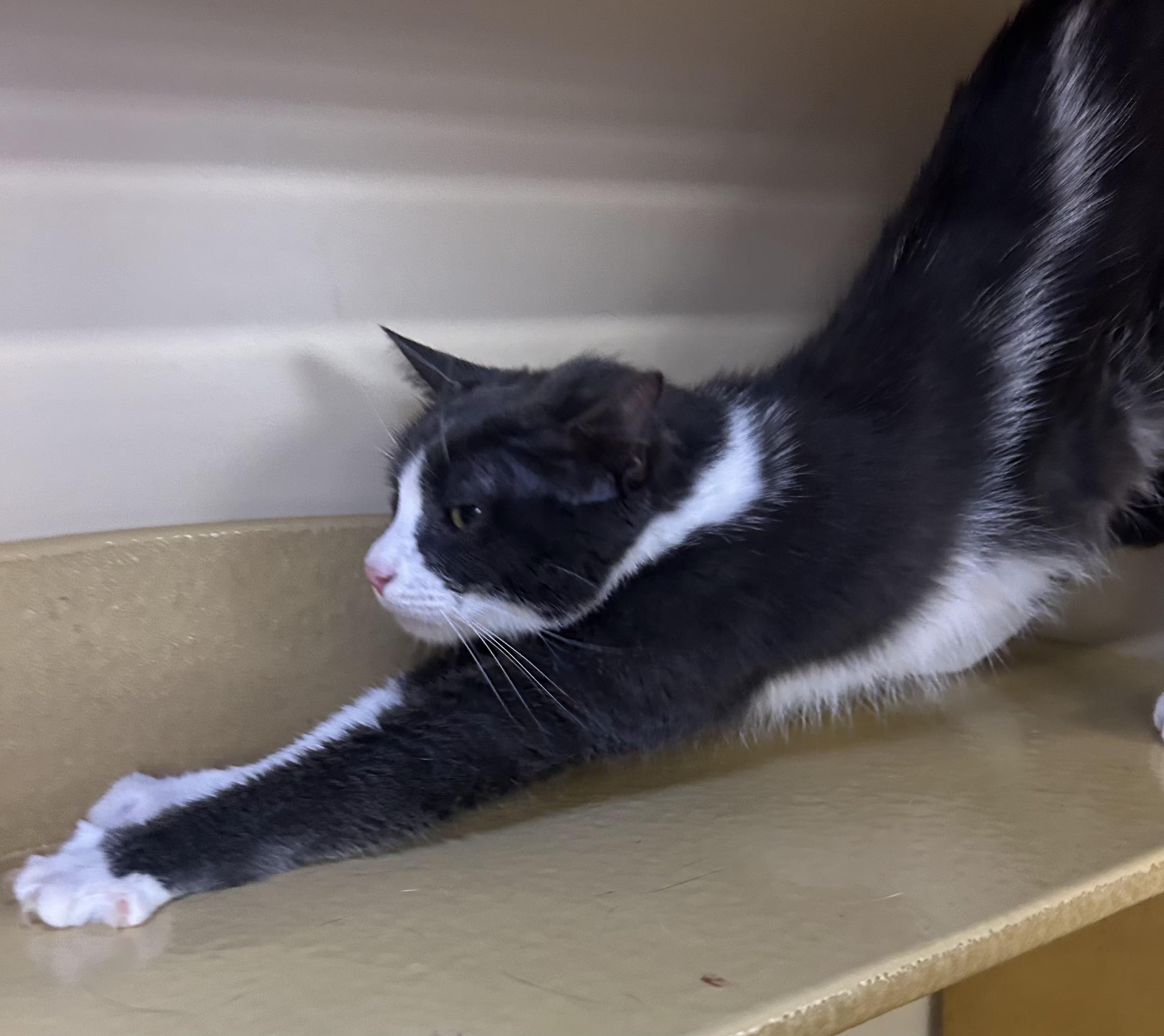 DD, a Adoptable mixed breed in Albuquerque, NM image 5/6