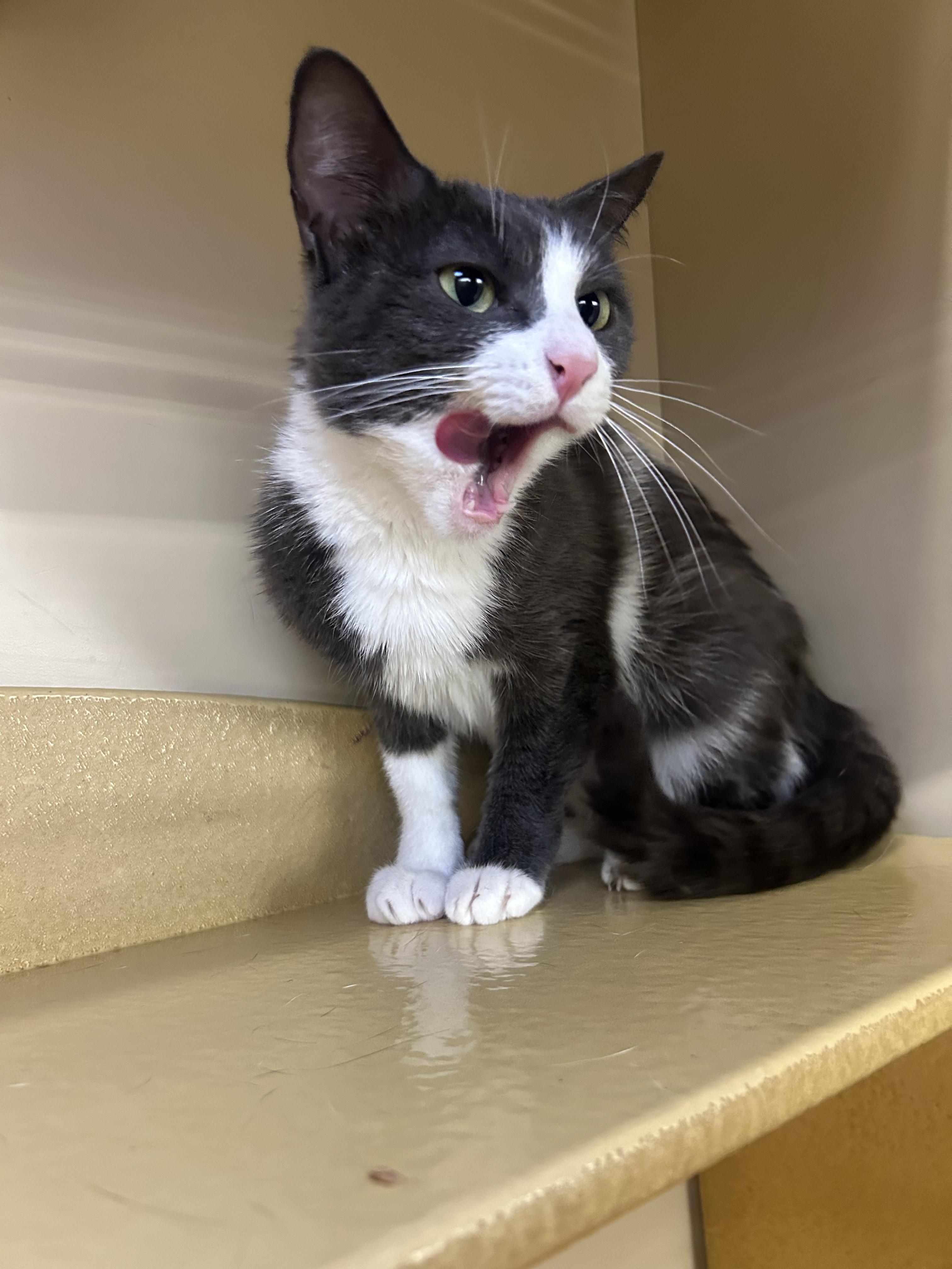 DD, a Adoptable mixed breed in Albuquerque, NM image 3/6