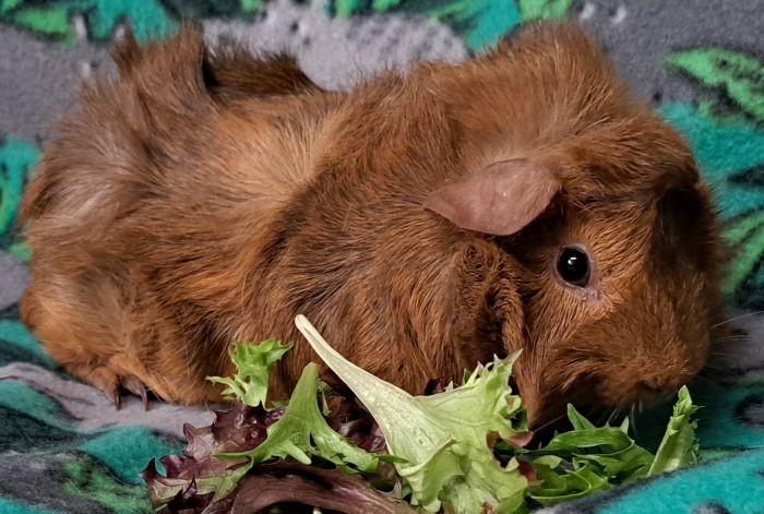 Enlarge Alfred, a ADOPTABLE Abyssinian in Gary, IN image 2/3