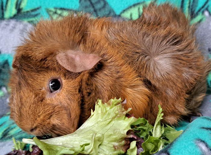 Enlarge Alfred, a ADOPTABLE Abyssinian in Gary, IN image 3/3