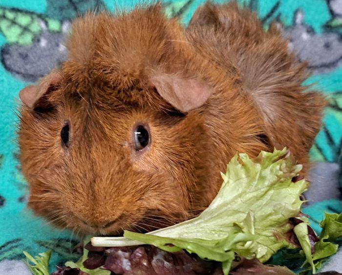 Alfred, ADOPTABLE, Adult Male Abyssinian.