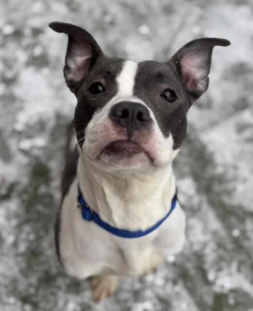 HERMEY, Adoptable, Young Male Pit Bull Terrier.