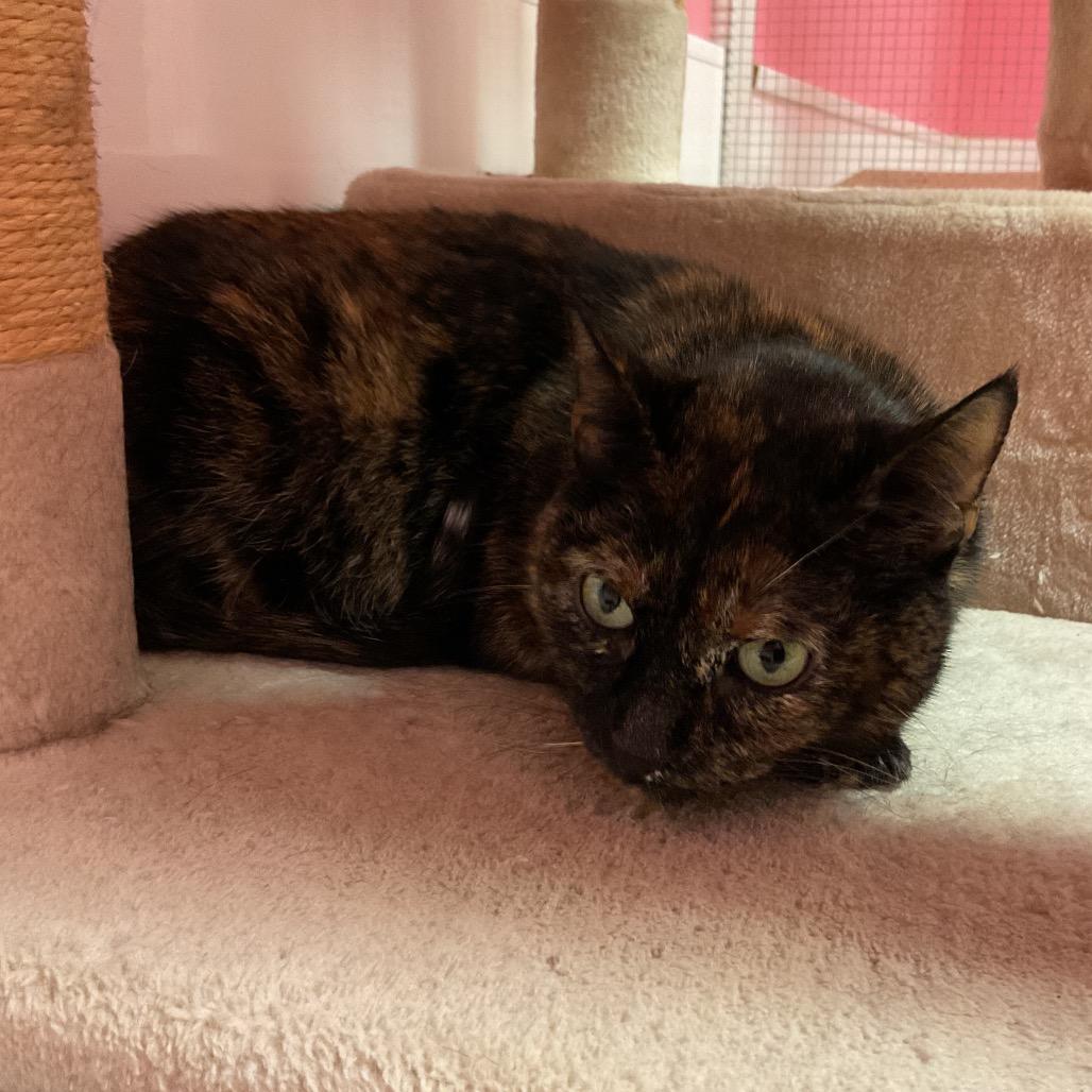 Pumpkin, Adoptable, Adult Female Domestic Short Hair.