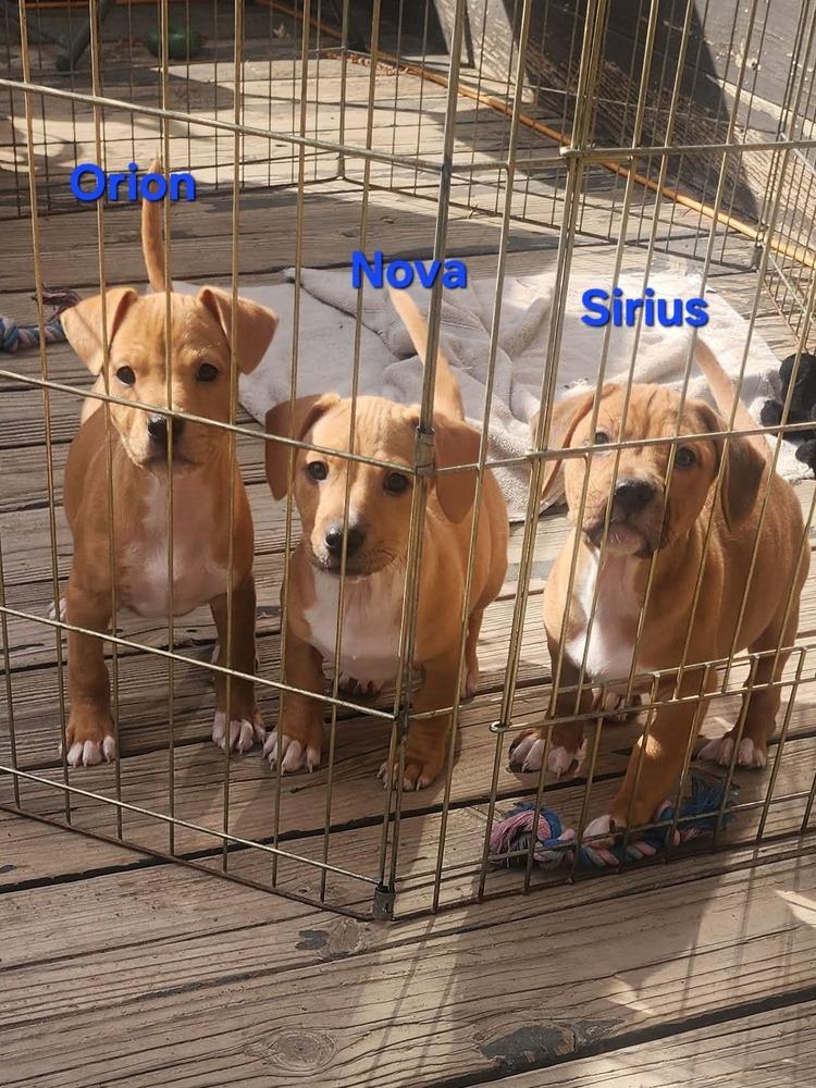 Constellation puppies males, Adoptable, Puppy Male Corgi & Chihuahua.