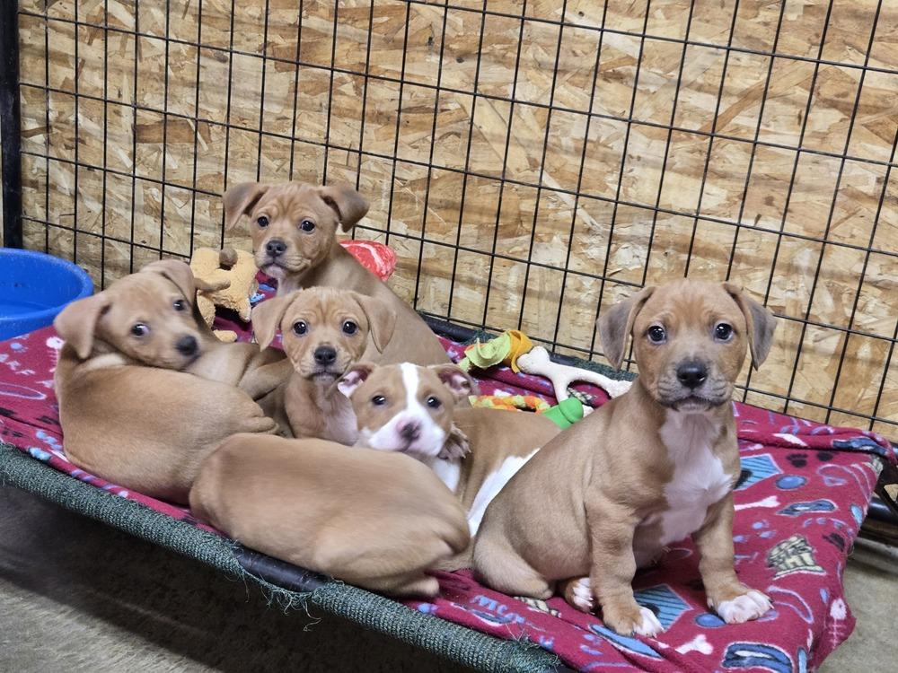 Enlarge Constellation puppies males, a Adoptable mixed breed in Bend, OR image 2/4