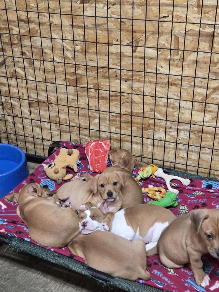 Enlarge Constellation puppies males, a Adoptable mixed breed in Bend, OR image 3/4