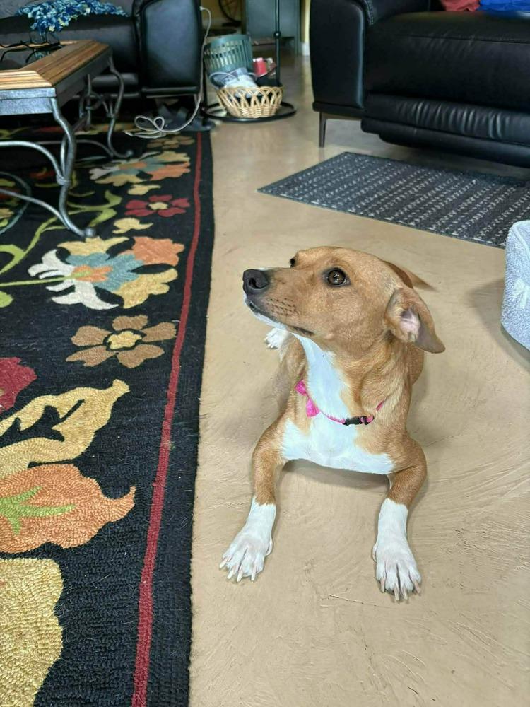 Enlarge Constellation puppies males, a Adoptable mixed breed in Bend, OR image 4/4