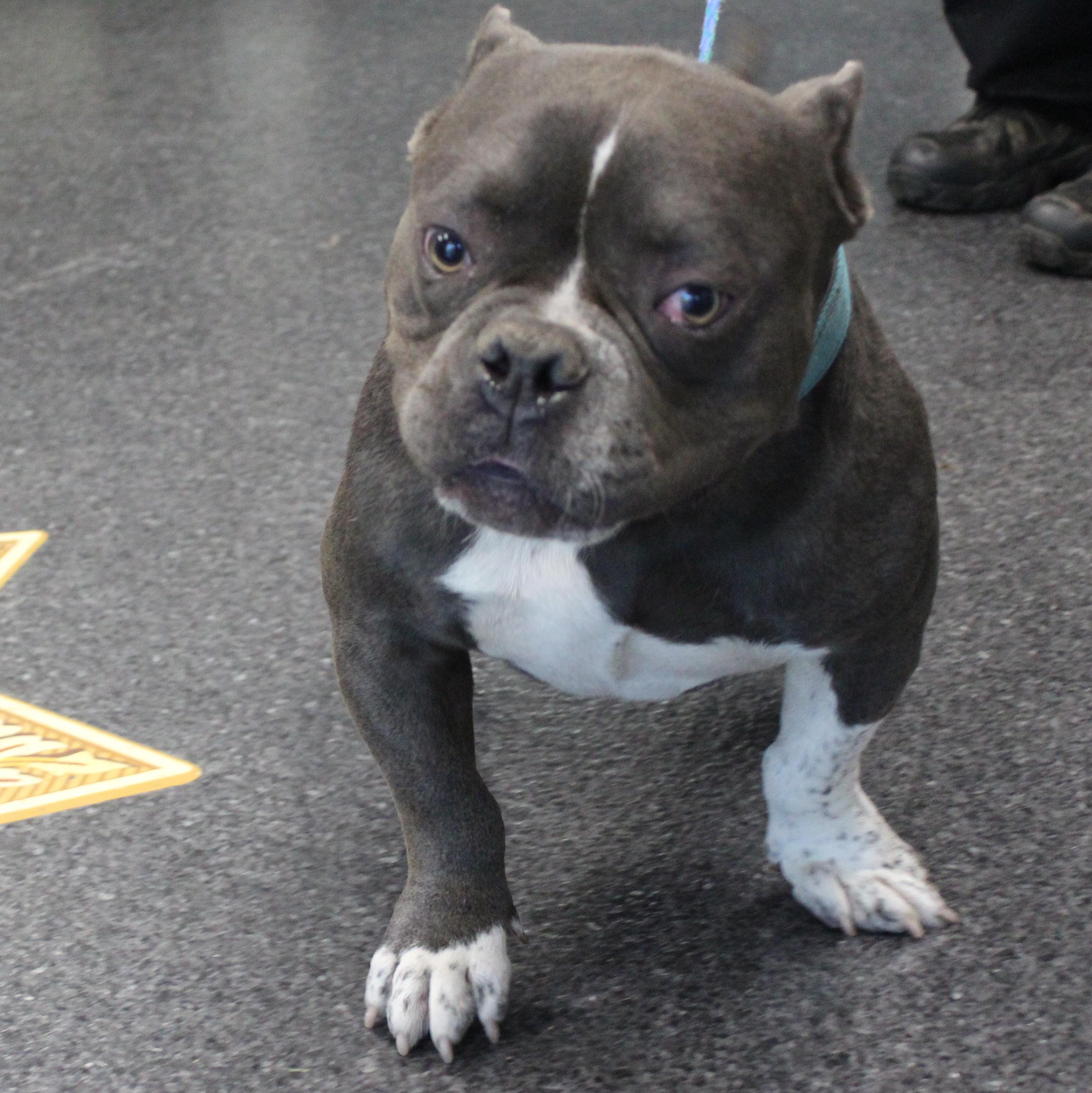 Enlarge Phat Dad (11951), an adoptable mixed breed in Heath, OH image 1/2
