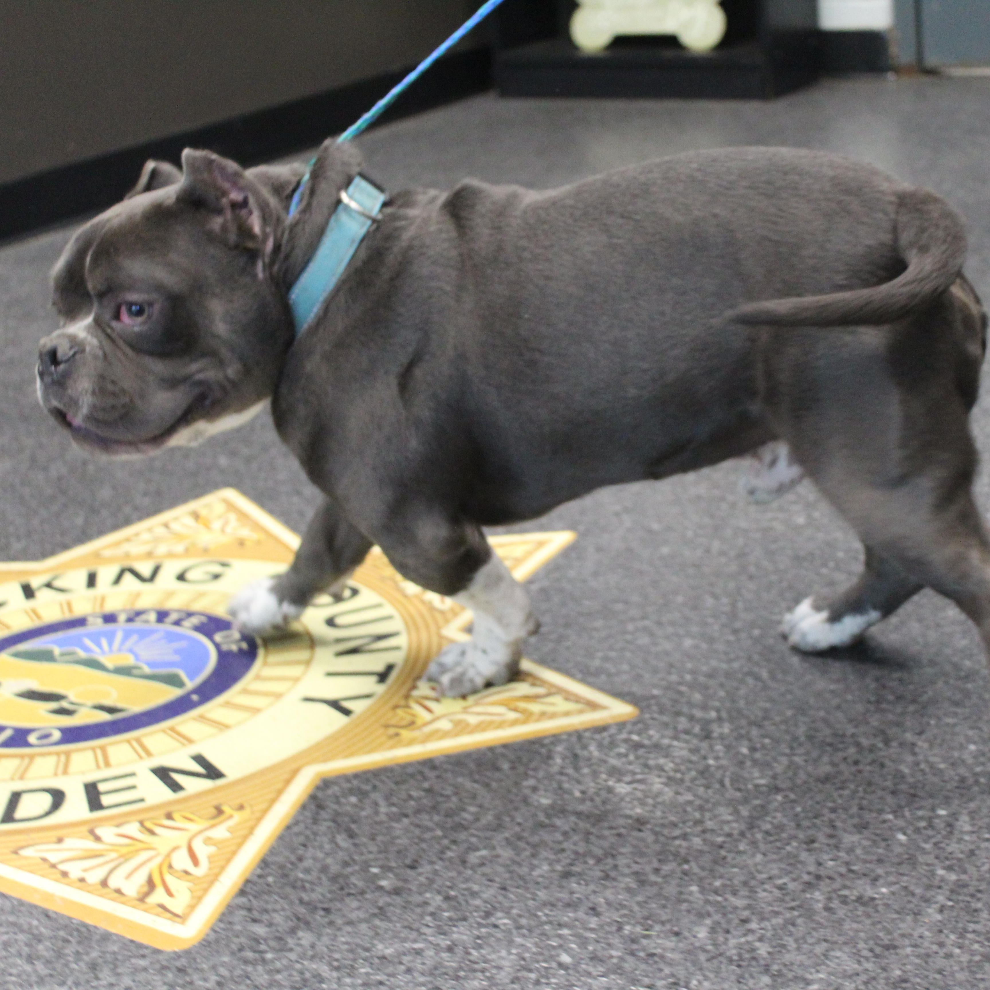 Enlarge Phat Dad (11951), an adoptable mixed breed in Heath, OH image 2/2