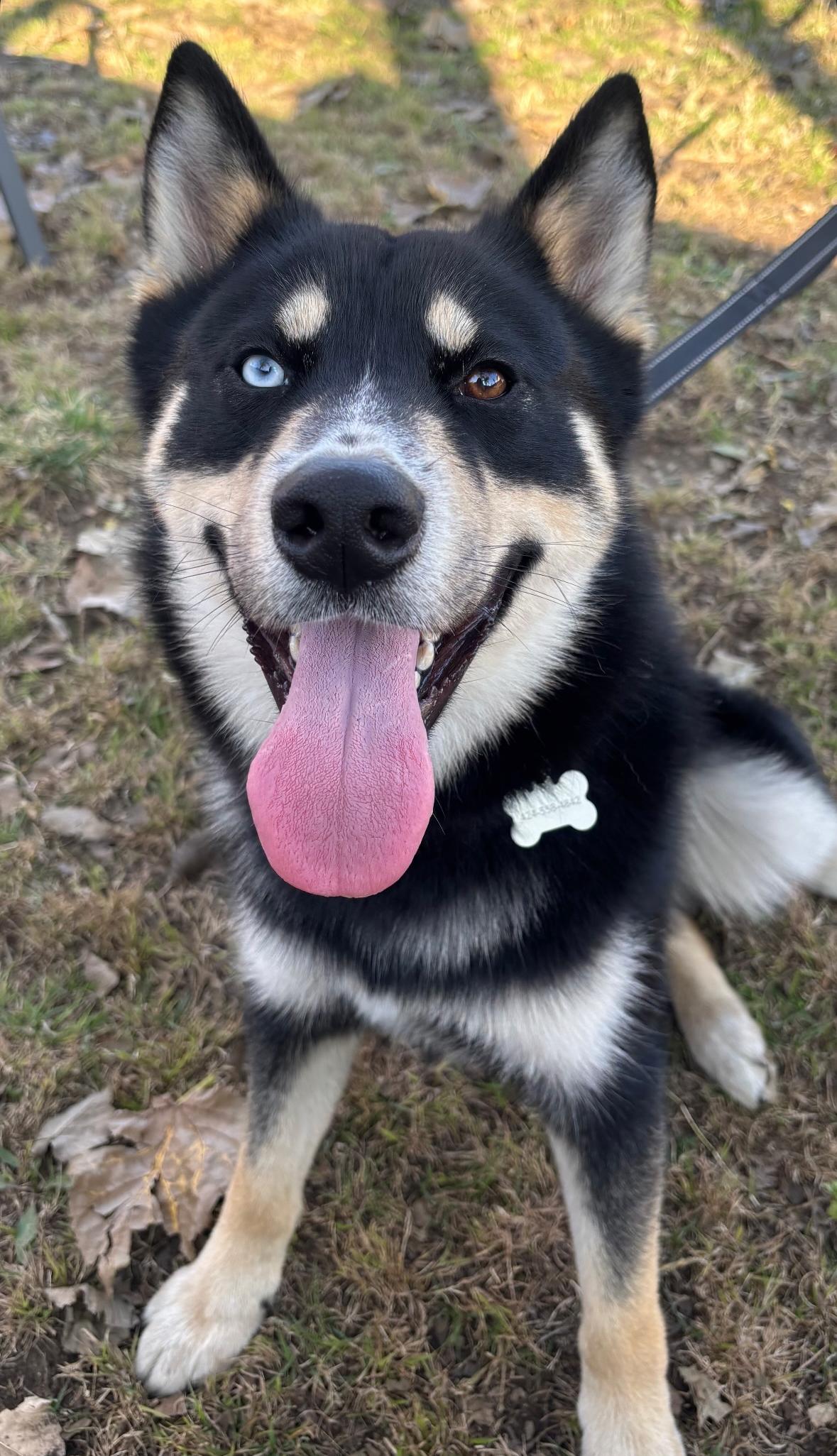 Kiba