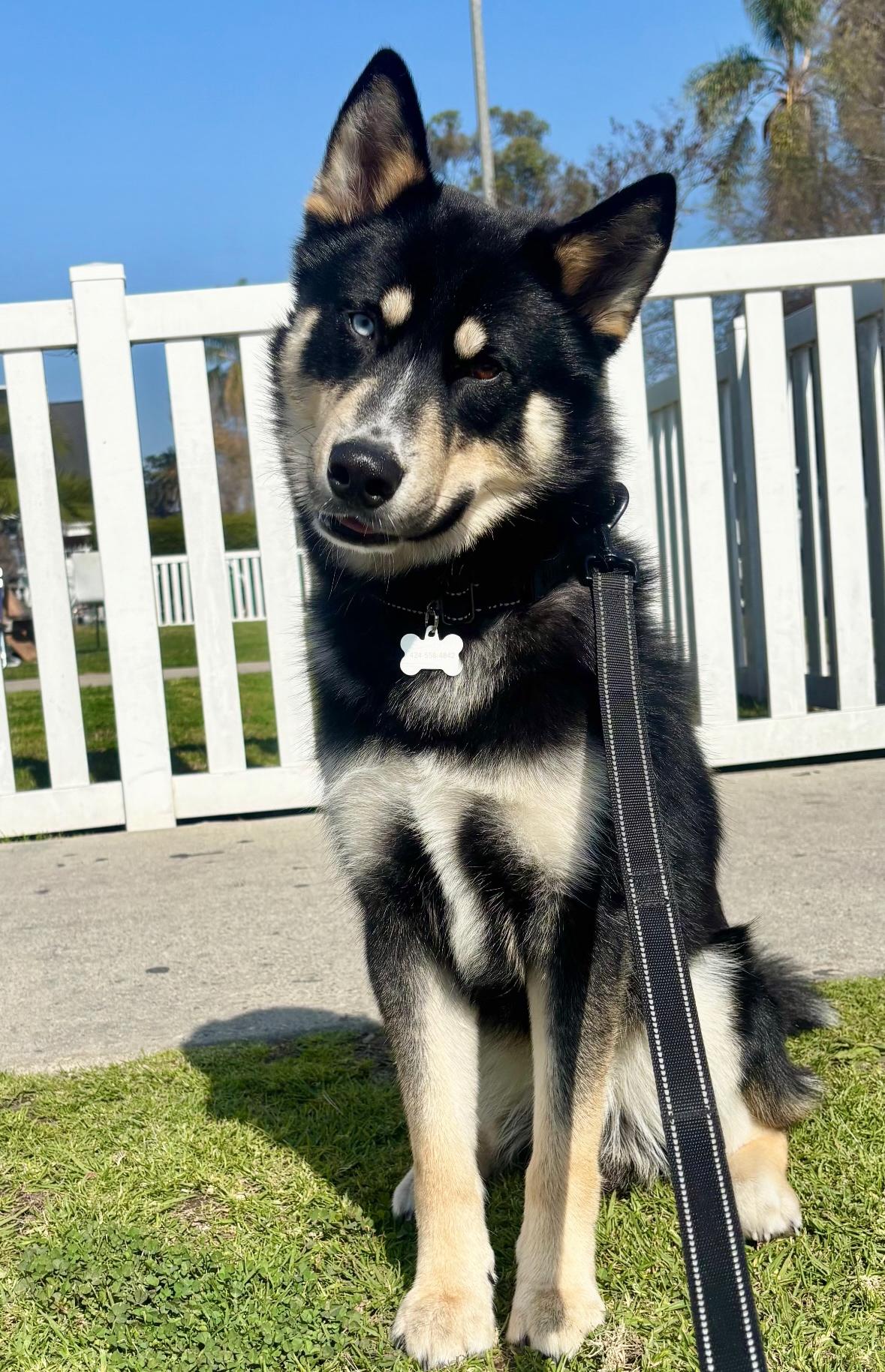 Kiba photo 4