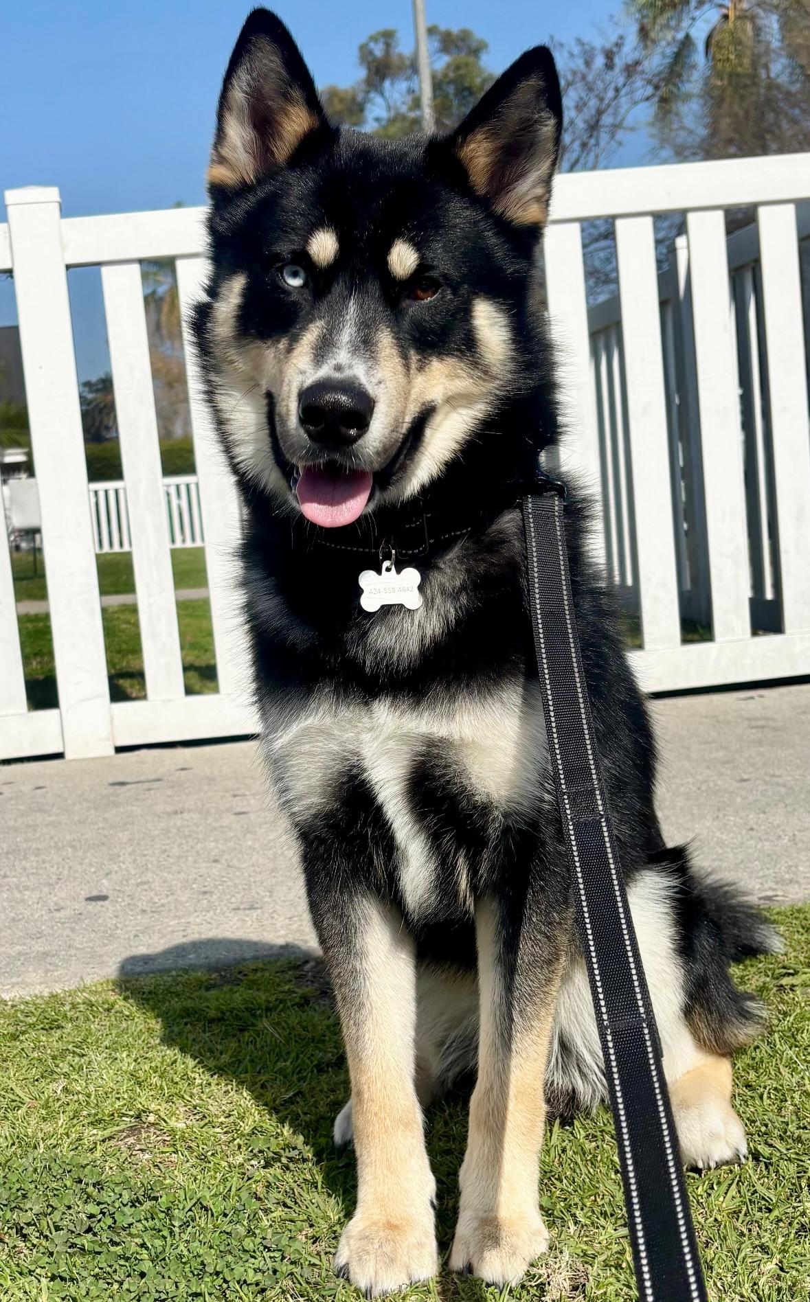 Kiba photo 2