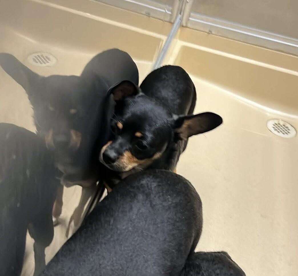 KENZY, Adoptable, Adult Female Chihuahua & Doberman Pinscher.