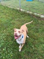 Enlarge Xantina, a Adopted American Bully in Whitby, ON image 3/3