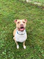 Enlarge Xantina, a Adopted American Bully in Whitby, ON image 1/3