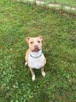 Enlarge Xantina, a Adopted American Bully in Whitby, ON image 2/3