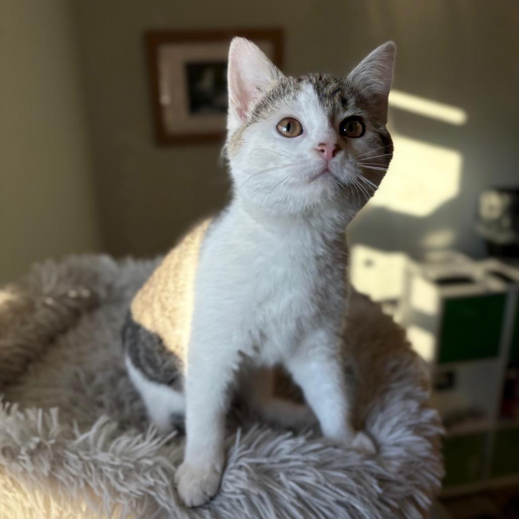 Enlarge Eloise, a Adoptable mixed breed in Lexington, KY image 1/6