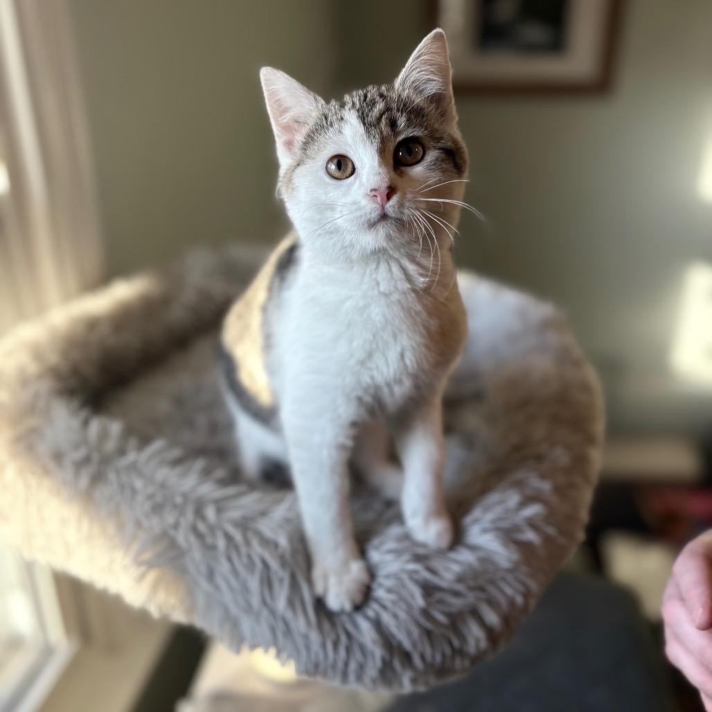 Enlarge Eloise, a Adoptable mixed breed in Lexington, KY image 2/6