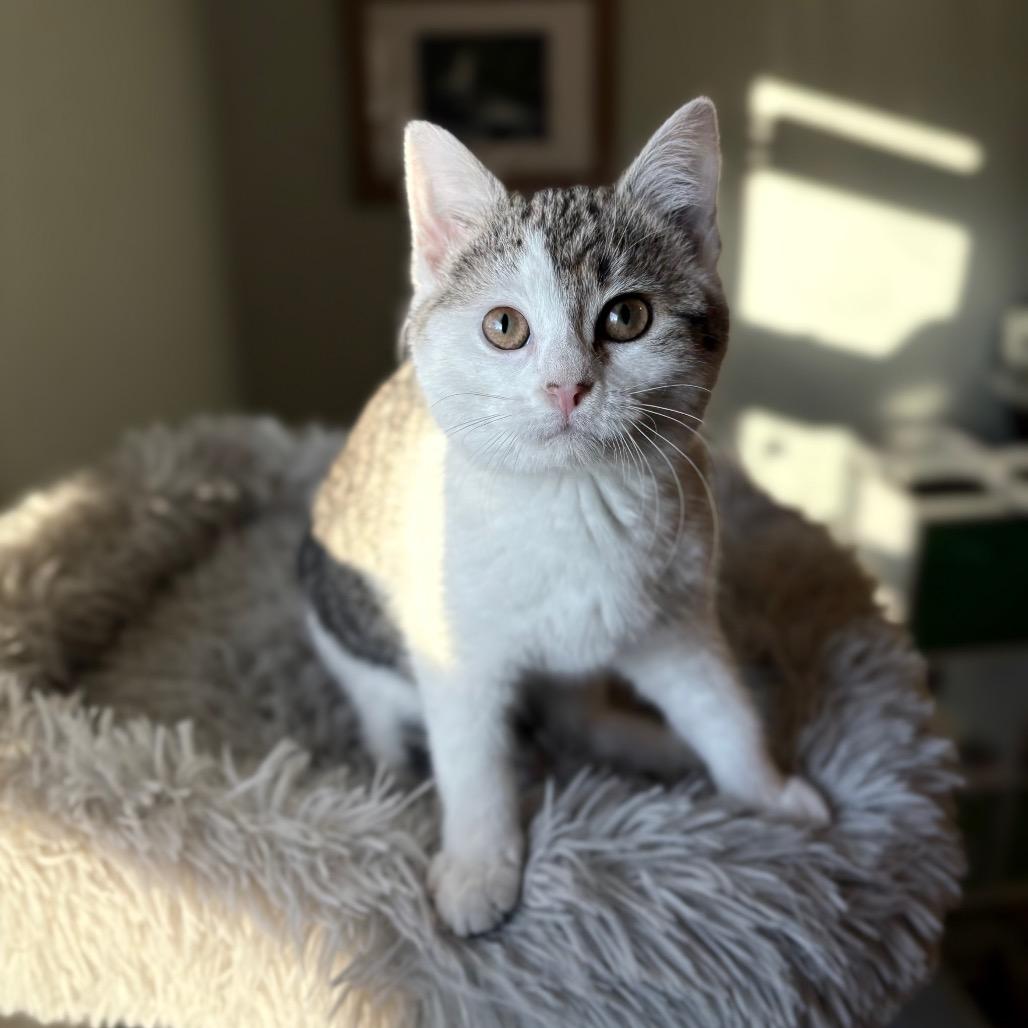 Enlarge Eloise, a Adoptable mixed breed in Lexington, KY image 3/6