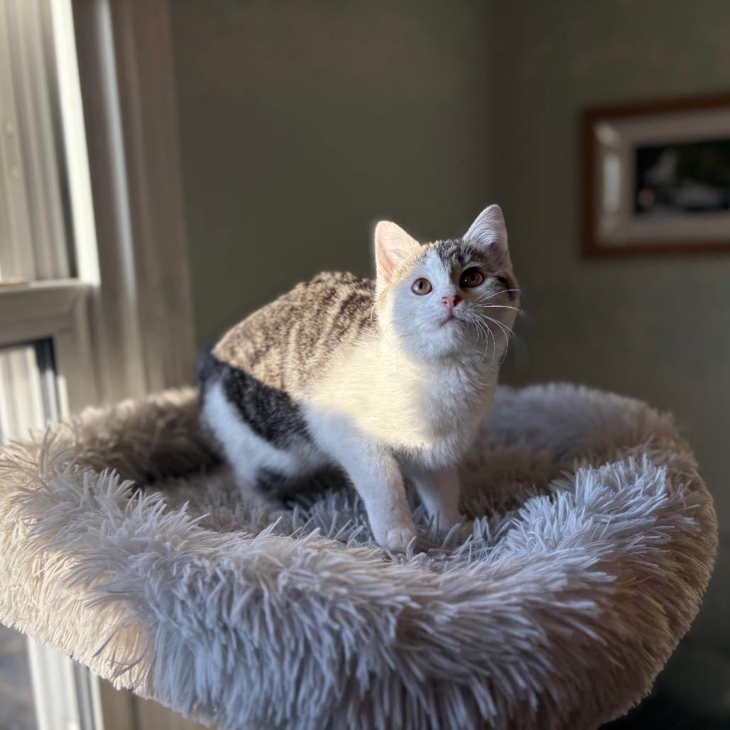 Enlarge Eloise, a Adoptable mixed breed in Lexington, KY image 6/6