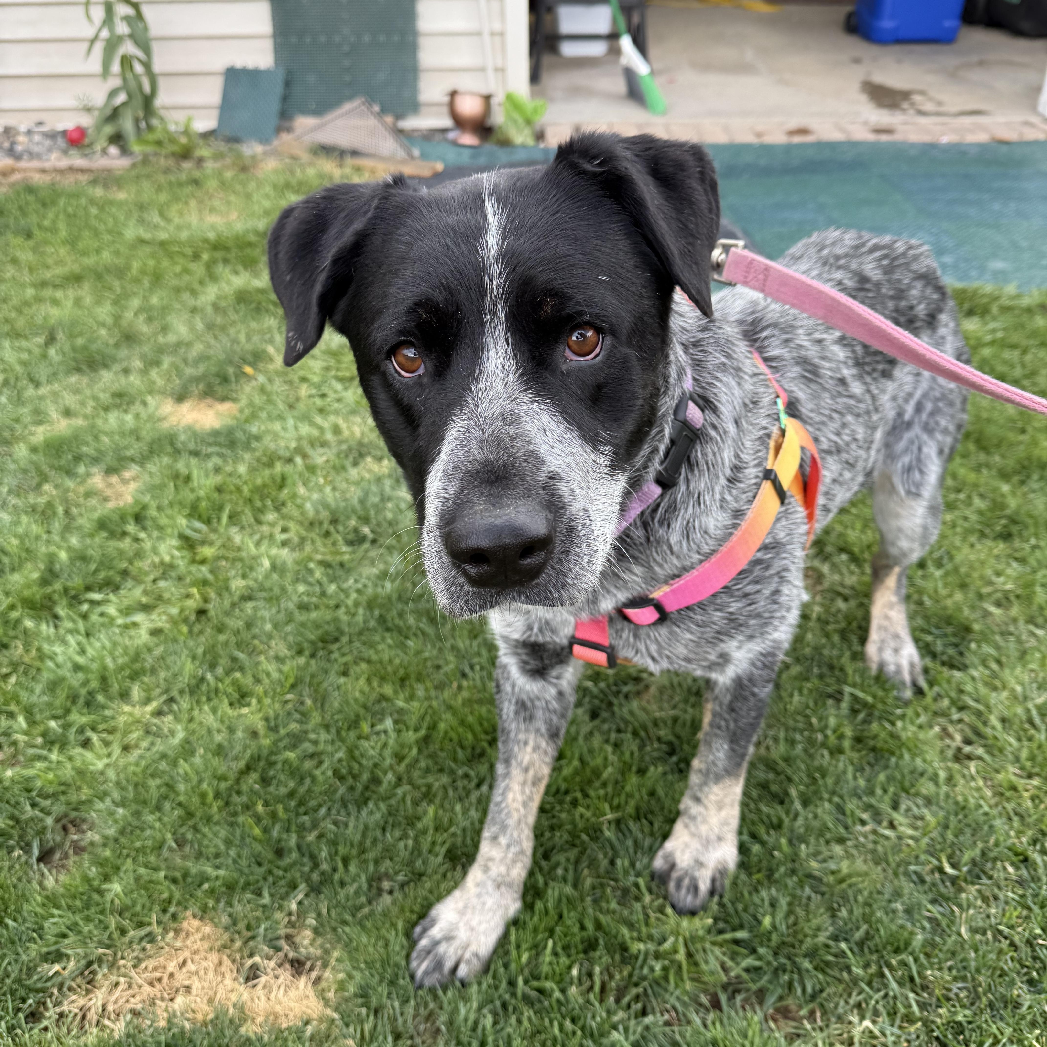 Enlarge Elsie, a ADOPTABLE mixed breed in Powell Butte, OR image 1/6