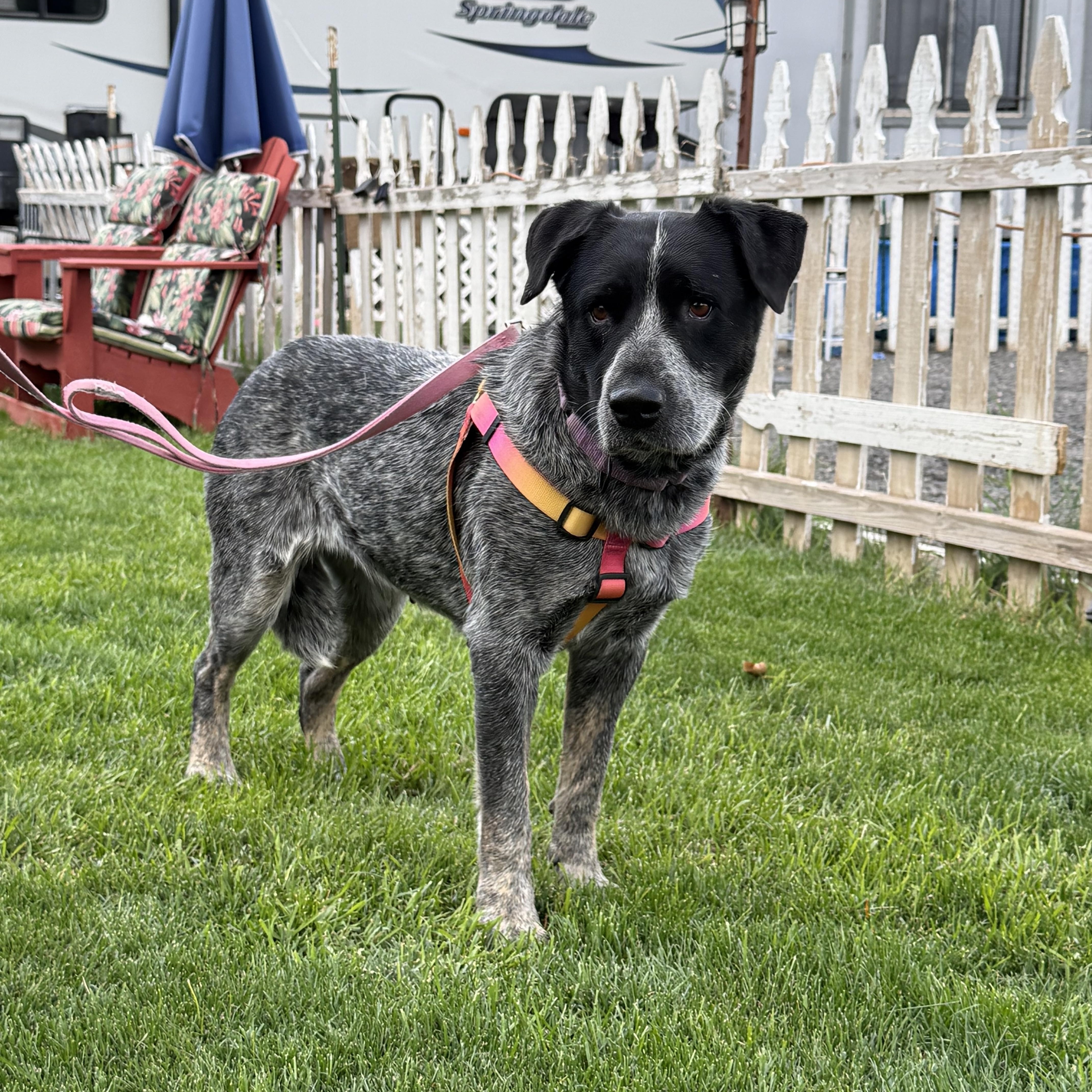 Enlarge Elsie, a ADOPTABLE mixed breed in Powell Butte, OR image 3/6