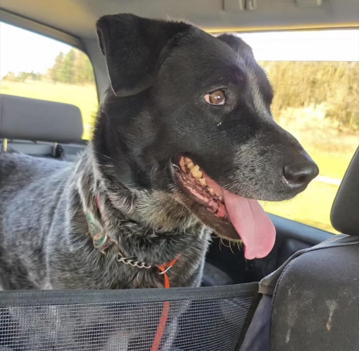 Enlarge Elsie, a ADOPTABLE Australian Cattle Dog / Blue Heeler in Powell Butte, OR image 1/3
