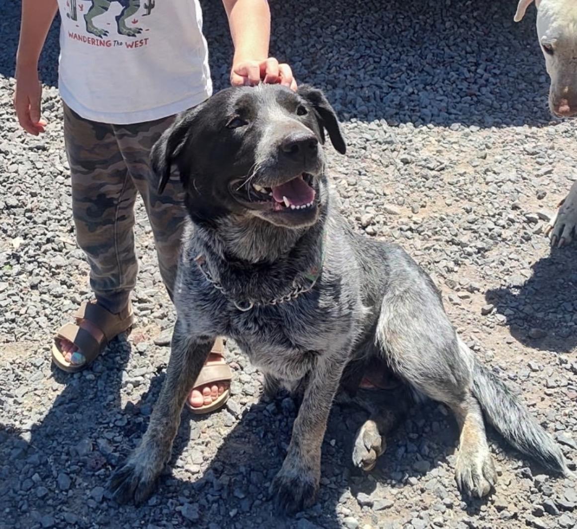 Elsie, a ADOPTABLE mixed breed in Powell Butte, OR image 4/4