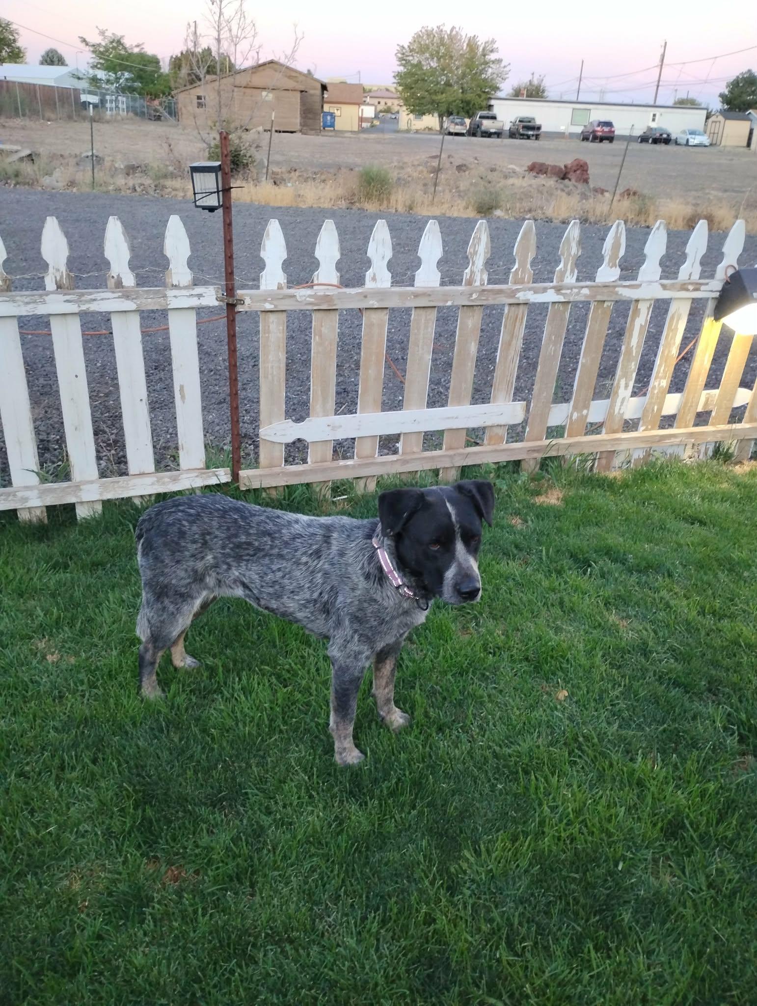 Enlarge Elsie, a ADOPTABLE mixed breed in Powell Butte, OR image 6/6