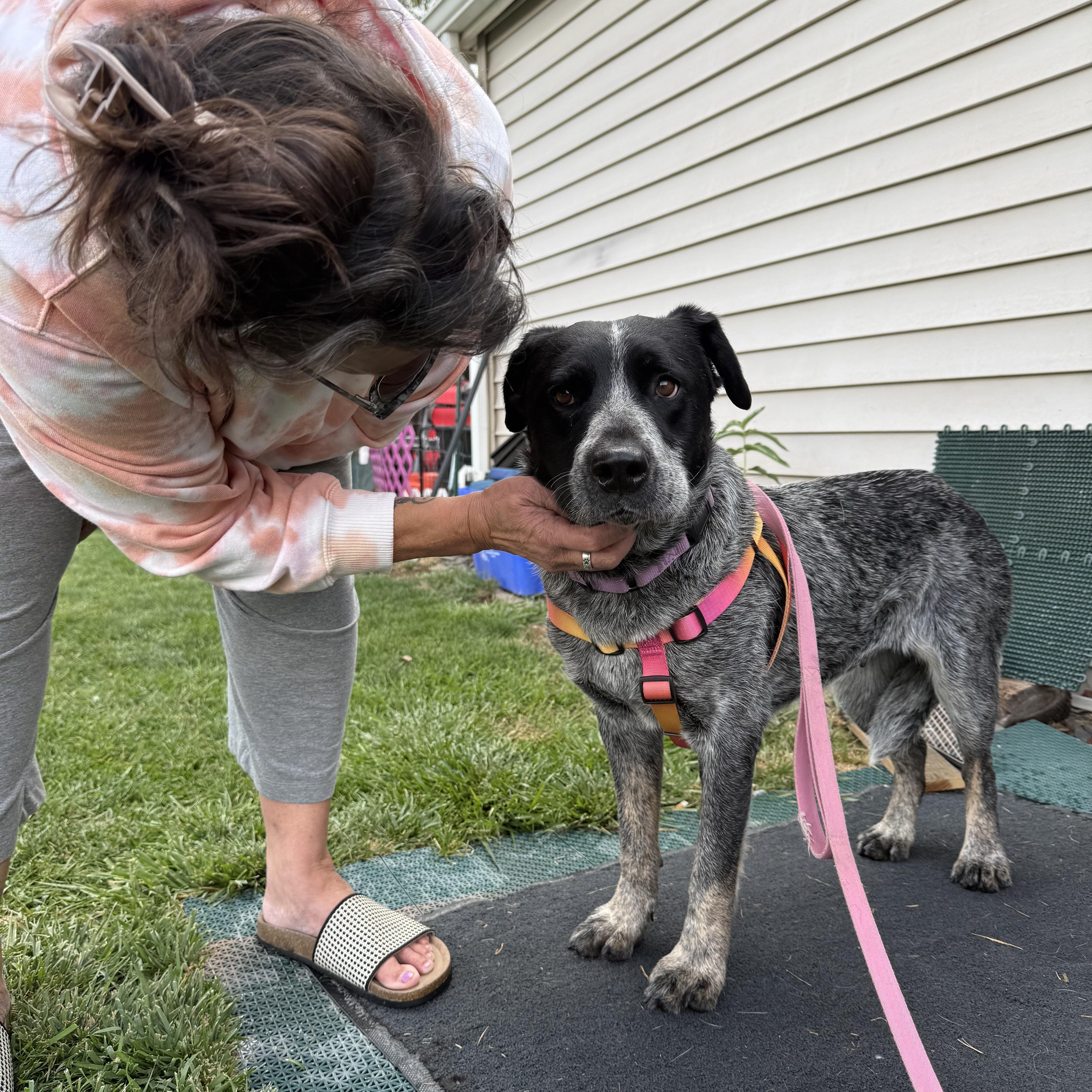 Enlarge Elsie, a ADOPTABLE mixed breed in Powell Butte, OR image 4/6