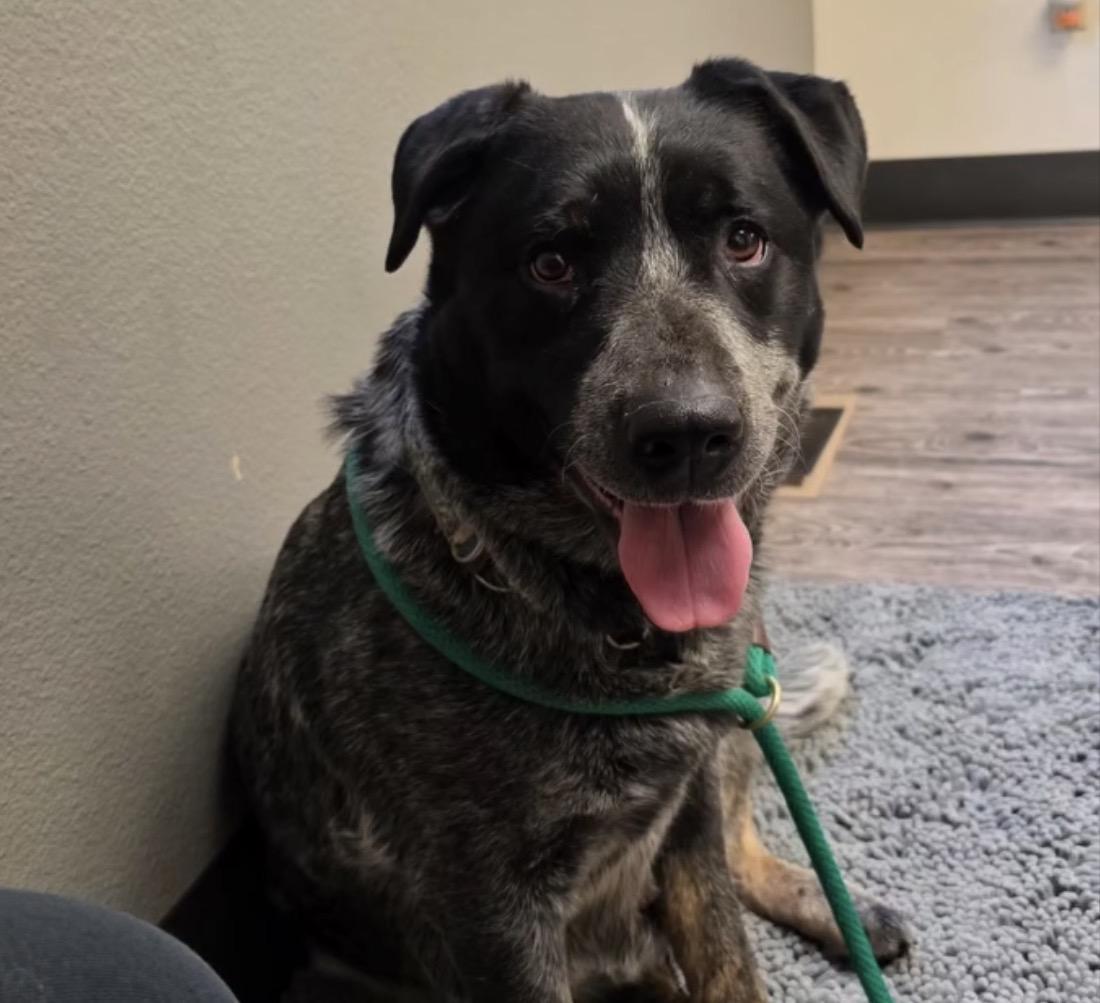 Enlarge Elsie, a ADOPTABLE Australian Cattle Dog / Blue Heeler in Powell Butte, OR image 2/3