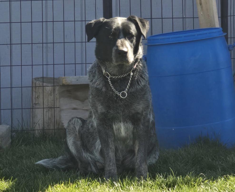 Enlarge Elsie, a ADOPTABLE Australian Cattle Dog / Blue Heeler in Powell Butte, OR image 3/3
