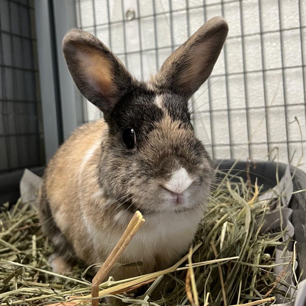 Enlarge Bonny, a Adopted Harlequin in Rohnert Park, CA image 1/3