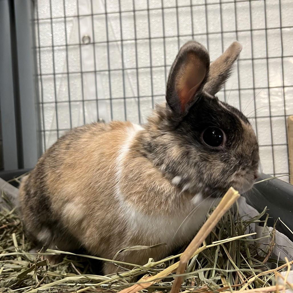 Enlarge Bonny, a Adopted Harlequin in Rohnert Park, CA image 2/3