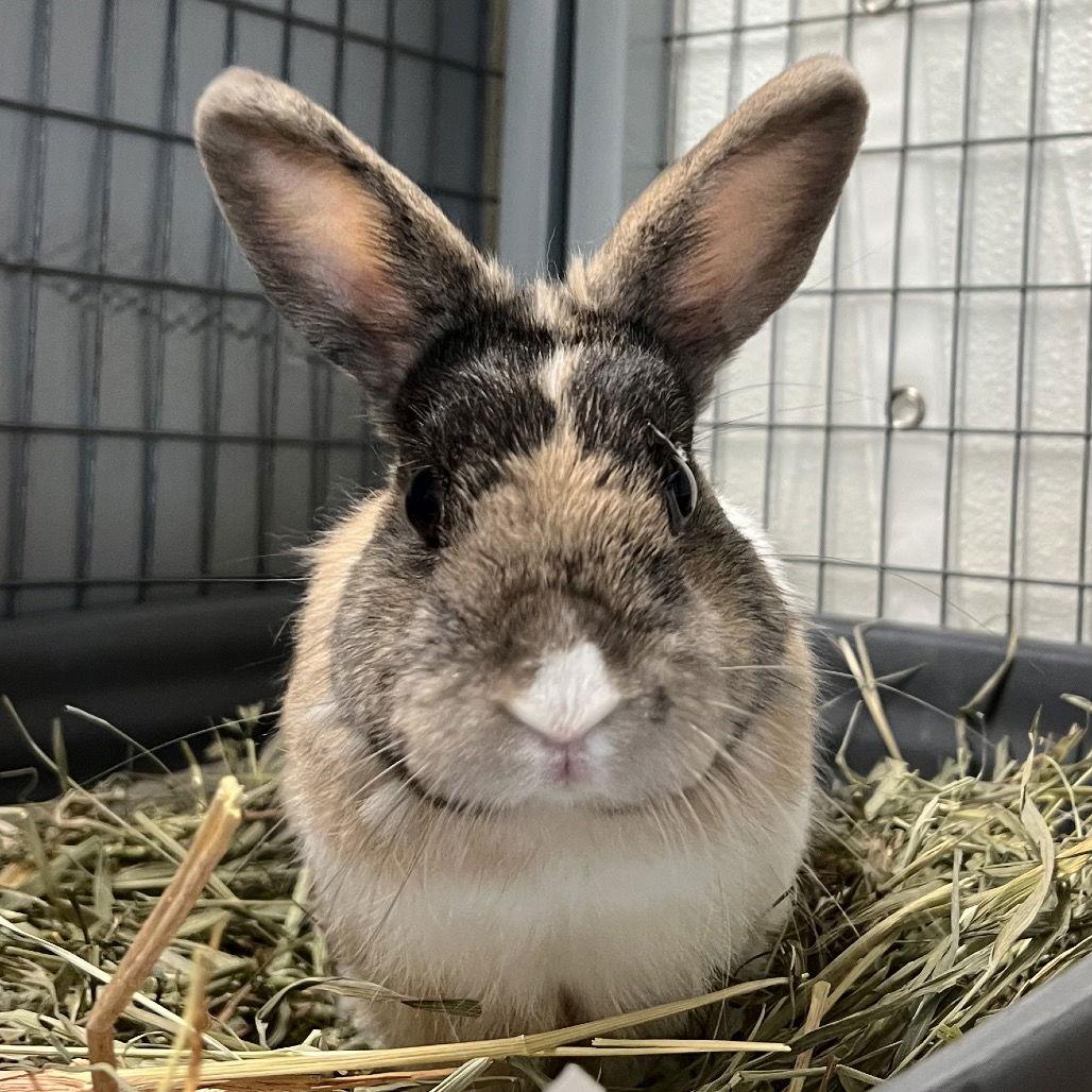 Enlarge Bonny, a Adopted Harlequin in Rohnert Park, CA image 3/3