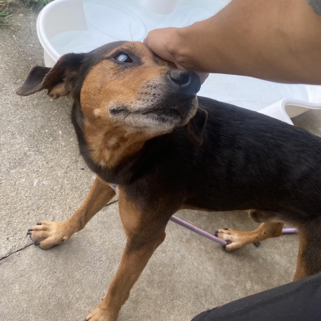 Enlarge Cyclops, a Adoptable mixed breed in Caryville, TN image 1/6