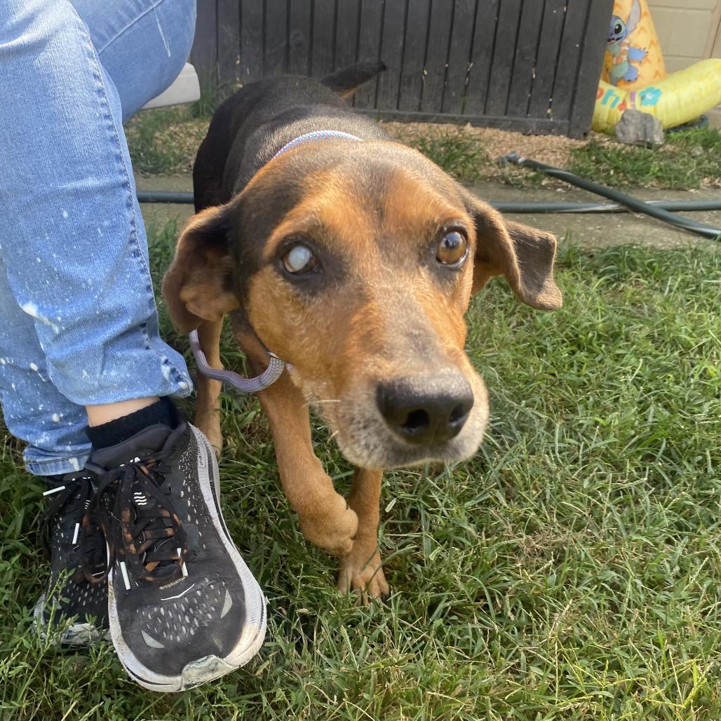 Enlarge Cyclops, a Adoptable mixed breed in Caryville, TN image 2/6