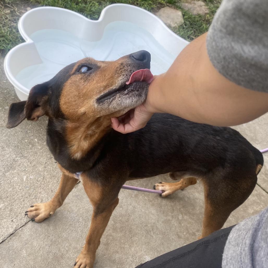 Enlarge Cyclops, a Adoptable mixed breed in Caryville, TN image 3/6