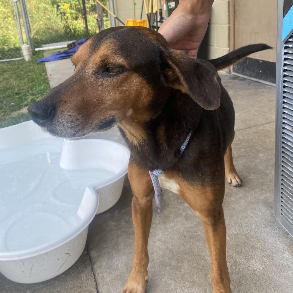Enlarge Cyclops, a Adoptable mixed breed in Caryville, TN image 4/6